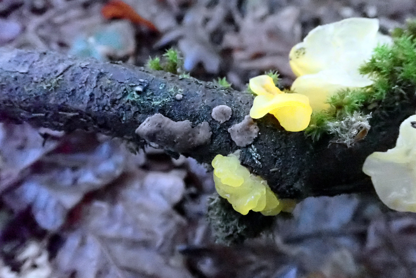 Photo by Penny Cullington Tremella mesentrica by Penny Cullington